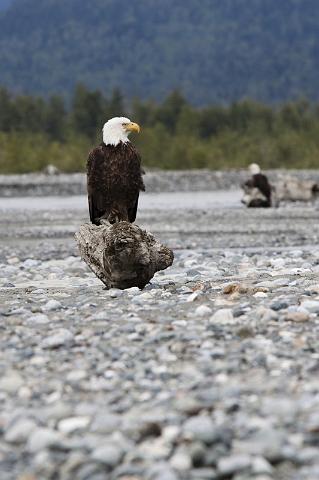 053 Haines, Chilkat Bald Eagle Preserve, Visarend.jpg